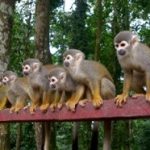 isla-de-los-micos-turismo-en-amazonas