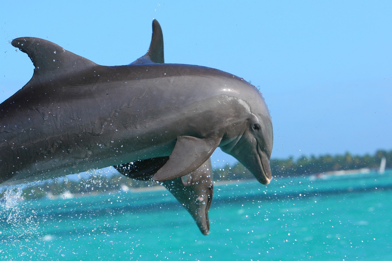 dolphin-855574_1280