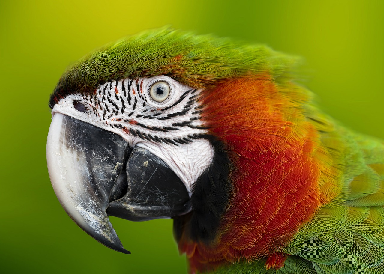 macaw-5952965_1280